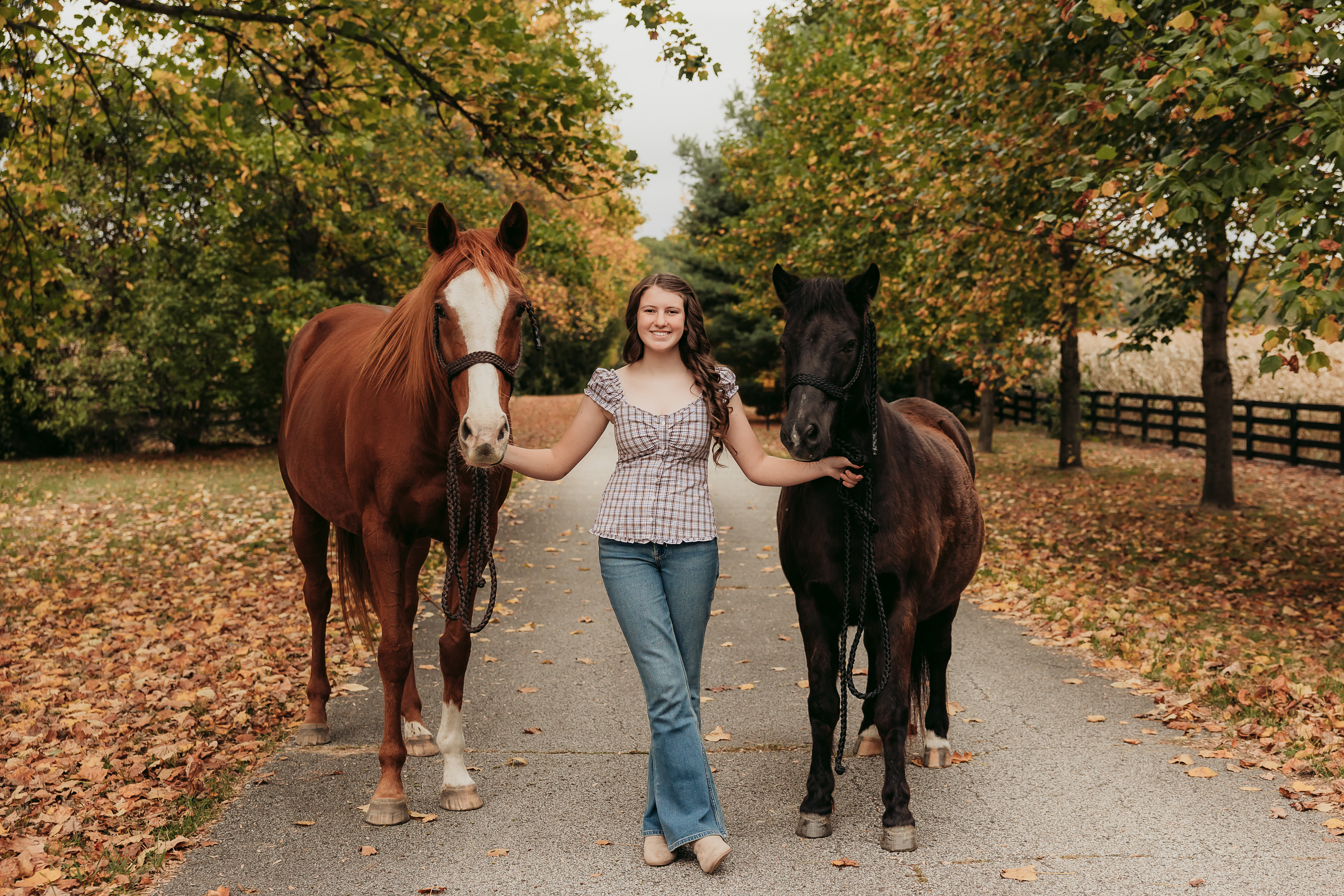 Maizie's Horses